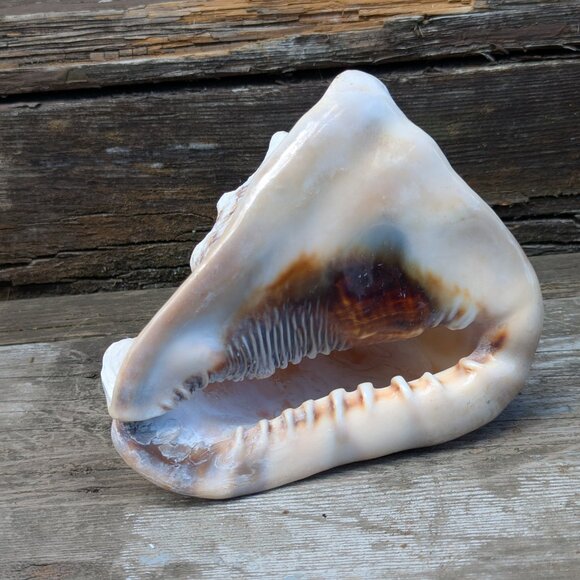 Large natural Horned King Helmet Conch Shell aquarium nautical bathroom decor - Picture 4 of 9
